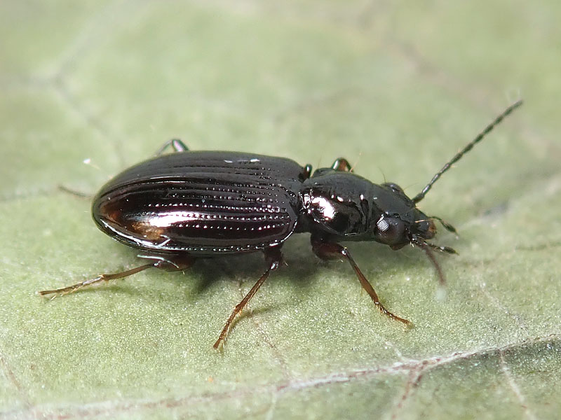 Carabidae: Philochtus lunulatus